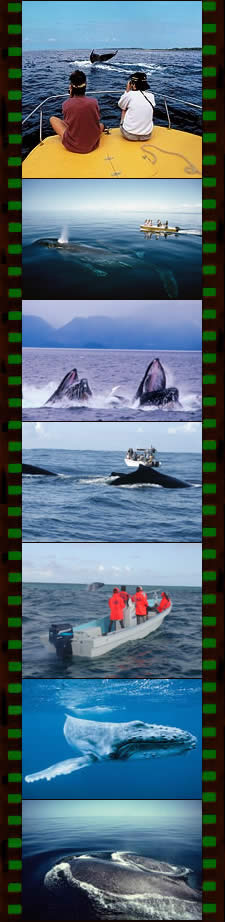 Observation Baleines